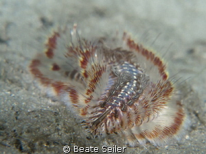 Fireworm by Beate Seiler 